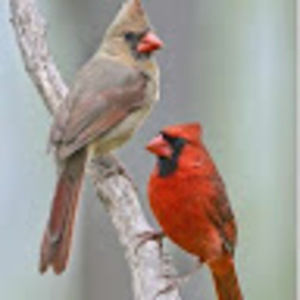 Meet your Posher, Lupe elida